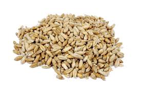 Triticale
