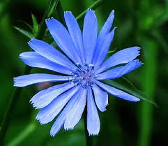 Chicory