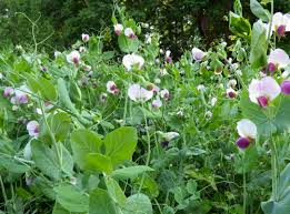 Winter Peas