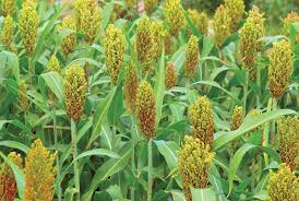 Grain Sorghum