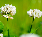 Trifolium repens