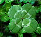 Four-leaf clover