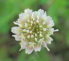 Trifolium montanum