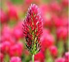 Crimson clover