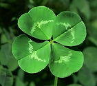 Four-leaf clover