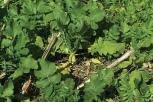 Eco-till Radish
