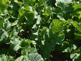 Impact Forage Collard