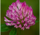 Red Clover