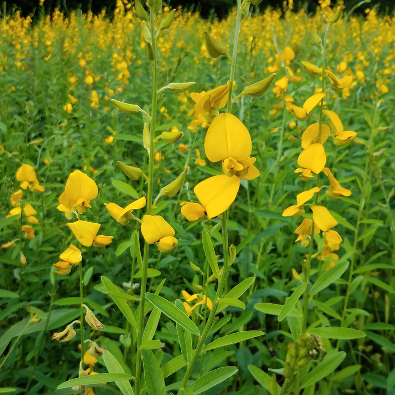 Sun Hemp