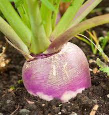 Twister Turnips