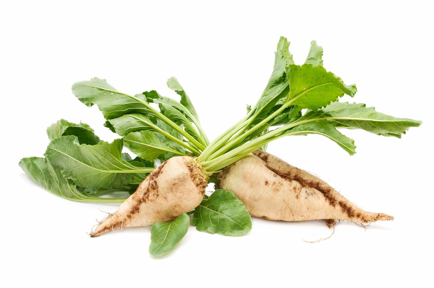 Sugar Beets