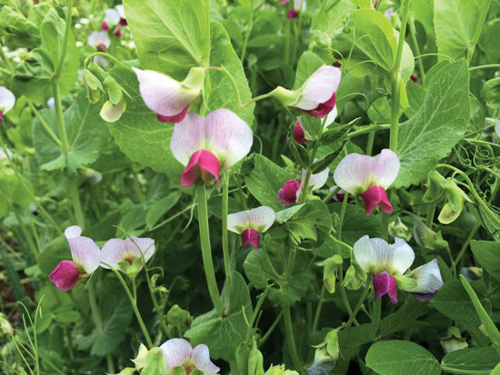 Austrian Winter Peas