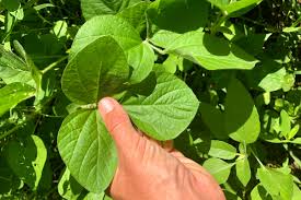 Forage Soybean