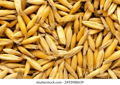 Blazer Oats