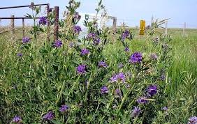 Grazing Alfalfa