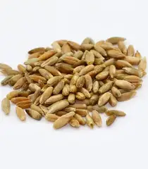 Rye